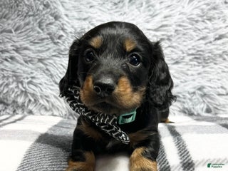 Dachshund dogs Little Bentley - Ad 37