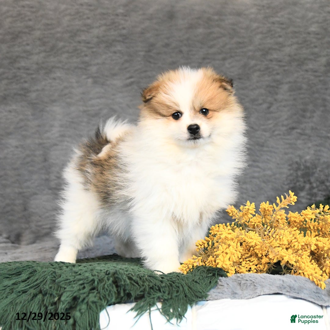 Pomeranian dogs for sale: Fudge - Ad 4