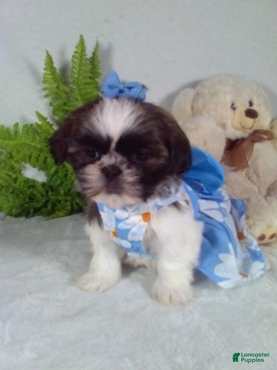 Shih Tzu dogs for sale: Reba - Ad 2