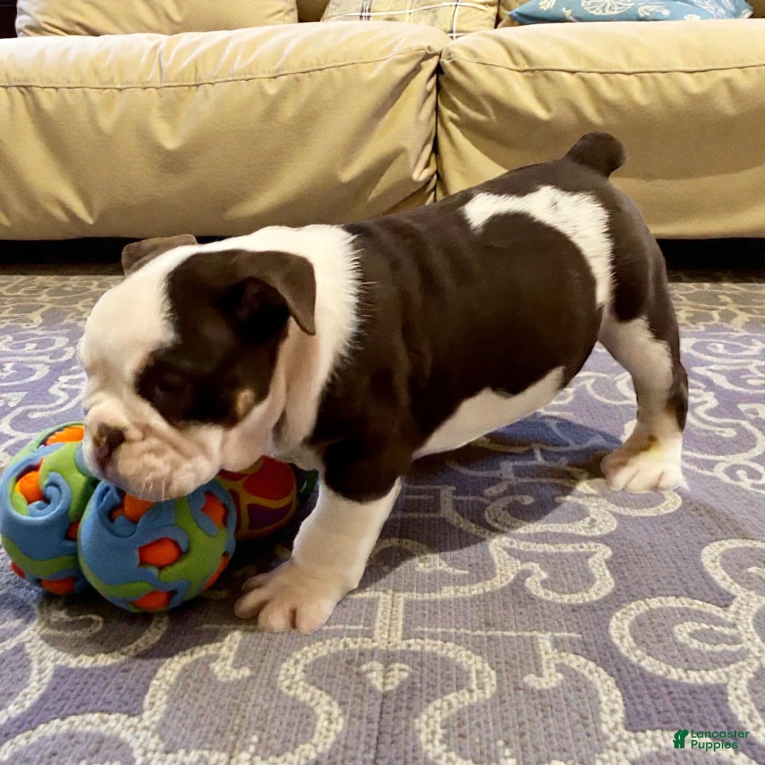 English Bulldog dogs for sale: Ash - Ad 3