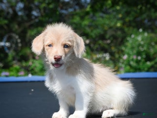 Mixed Breed dogs - Ad 29