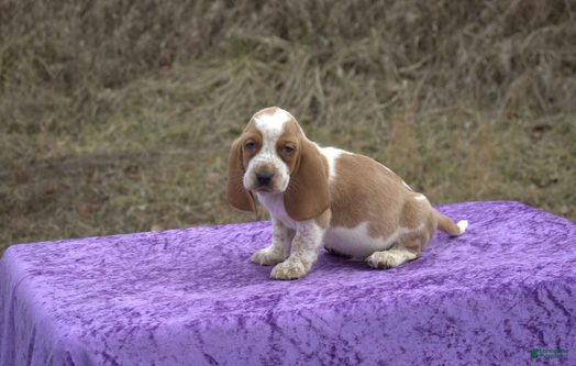 Basset Hound dogs Odie - Ad 3