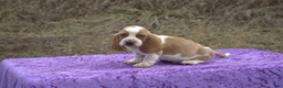 Basset Hound dogs for sale: Odie - Ad 1