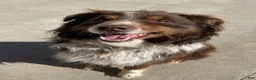 Australian Shepherd dogs for sale: Honey - Ad 13