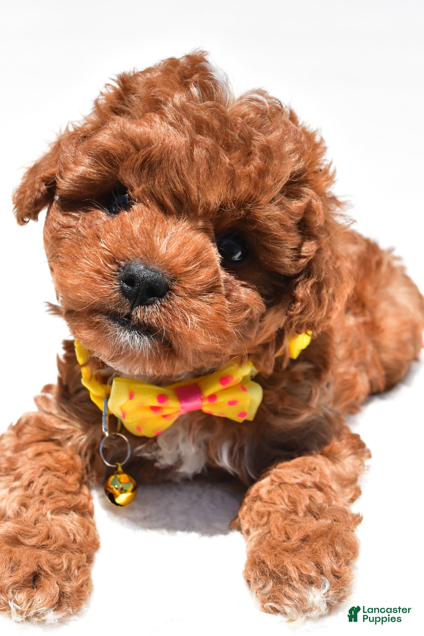 Cavapoo dogs for sale: Sparky f1b - Ad 5