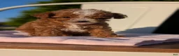 Cavapoo dogs for sale: Sparky - Ad 10
