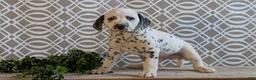Dalmatian dogs for sale: Alex - Ad 3