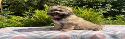 Eskipoo dogs for sale: Tucker - Ad 2