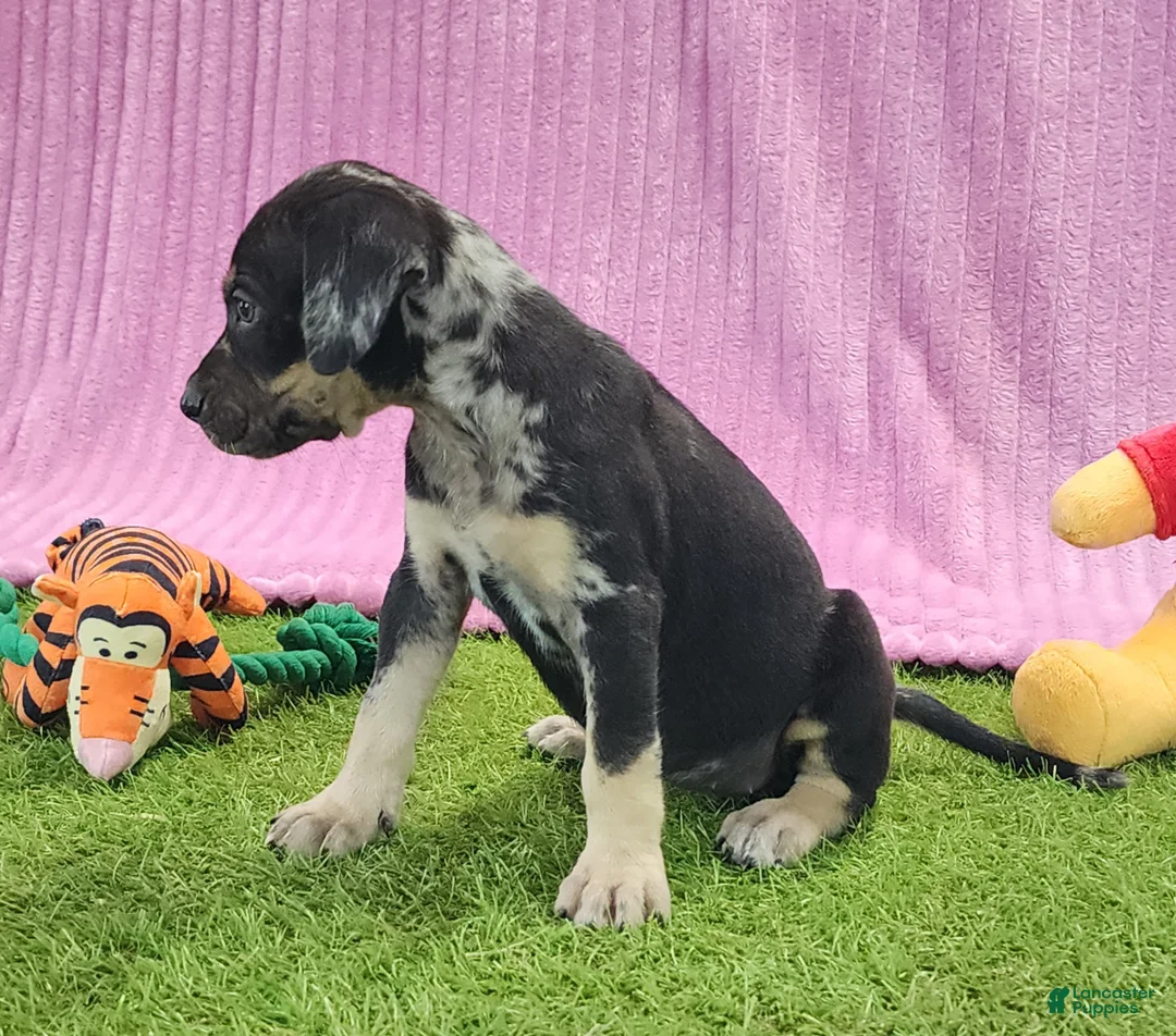 Catahoula Leopard Dog dogs for sale: Tess 2025 Female 4 - Ad 12