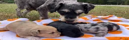 Miniature Schnauzer dogs for sale: Miniature Schnauzer 2 - Ad 2