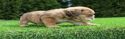 English Bulldog dogs for sale: Dash - Ad 8