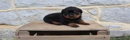 Rottweiler dogs for sale: Brock - Ad 3