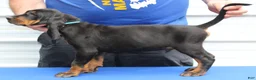 Black And Tan Coonhound dogs for sale: Pete - Ad 3