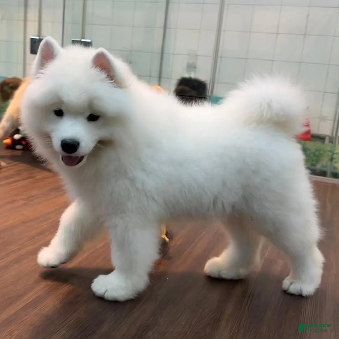 Samoyed dogs Loki - Ad 11