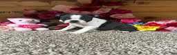 Boston Terrier dogs for sale: Boston Terrier 4 - Ad 3