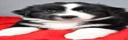 Miniature Australian Shepherd dogs for sale: Alice - Ad 2