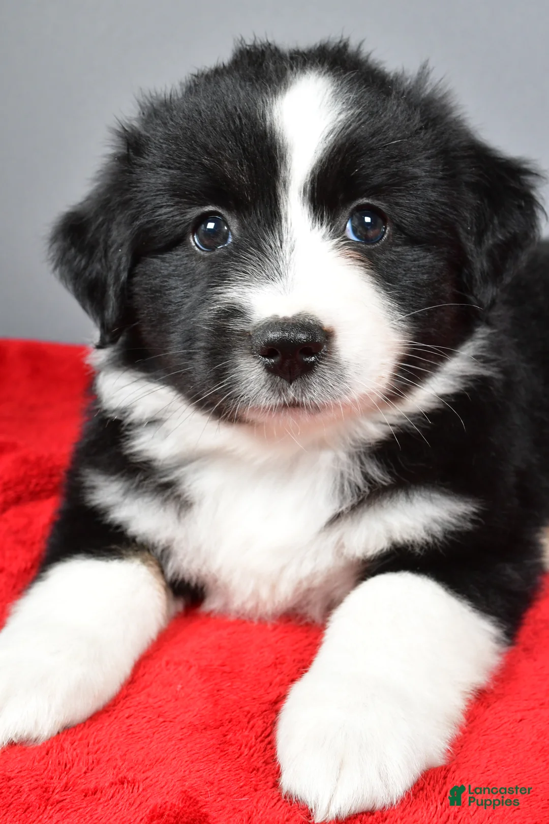Miniature Australian Shepherd dogs for sale: Alice - Ad 2