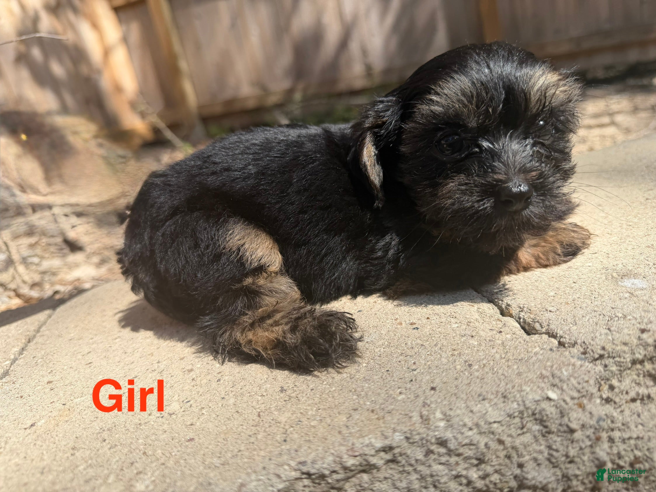 Morkie dogs Morkie 3 - Ad 7