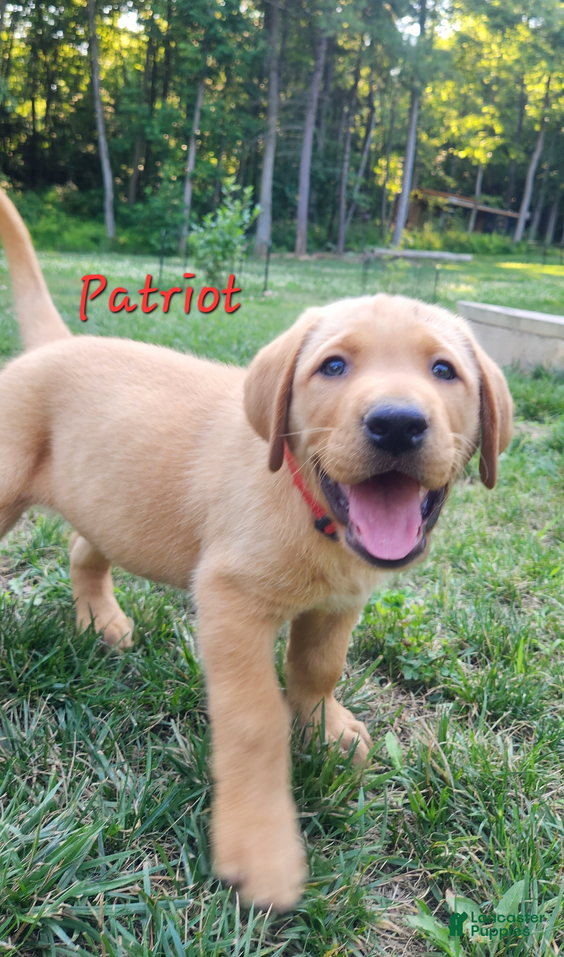 Labrador Retriever dogs Patriot - Ad 1