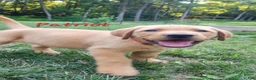 Labrador Retriever dogs for sale: Patriot - Ad 1