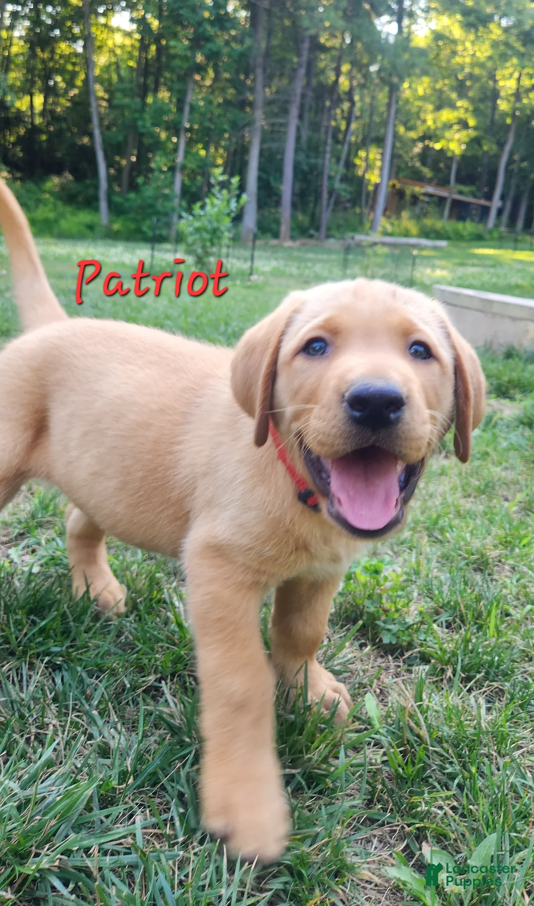 Labrador Retriever dogs for sale: Patriot - Ad 1