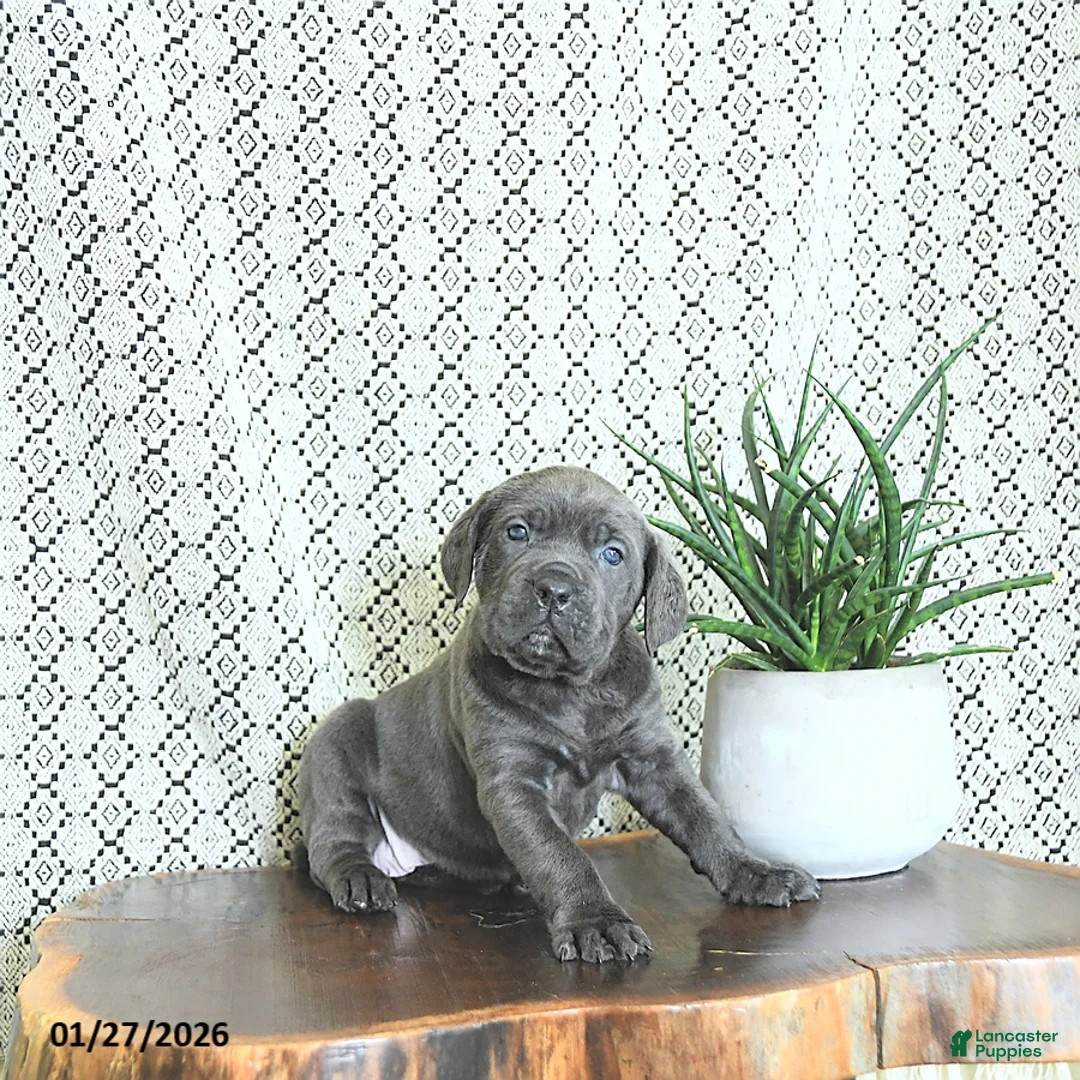 Cane Corso dogs for sale: Karma - Ad 3