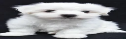 Maltese dogs for sale: Bo - Ad 10