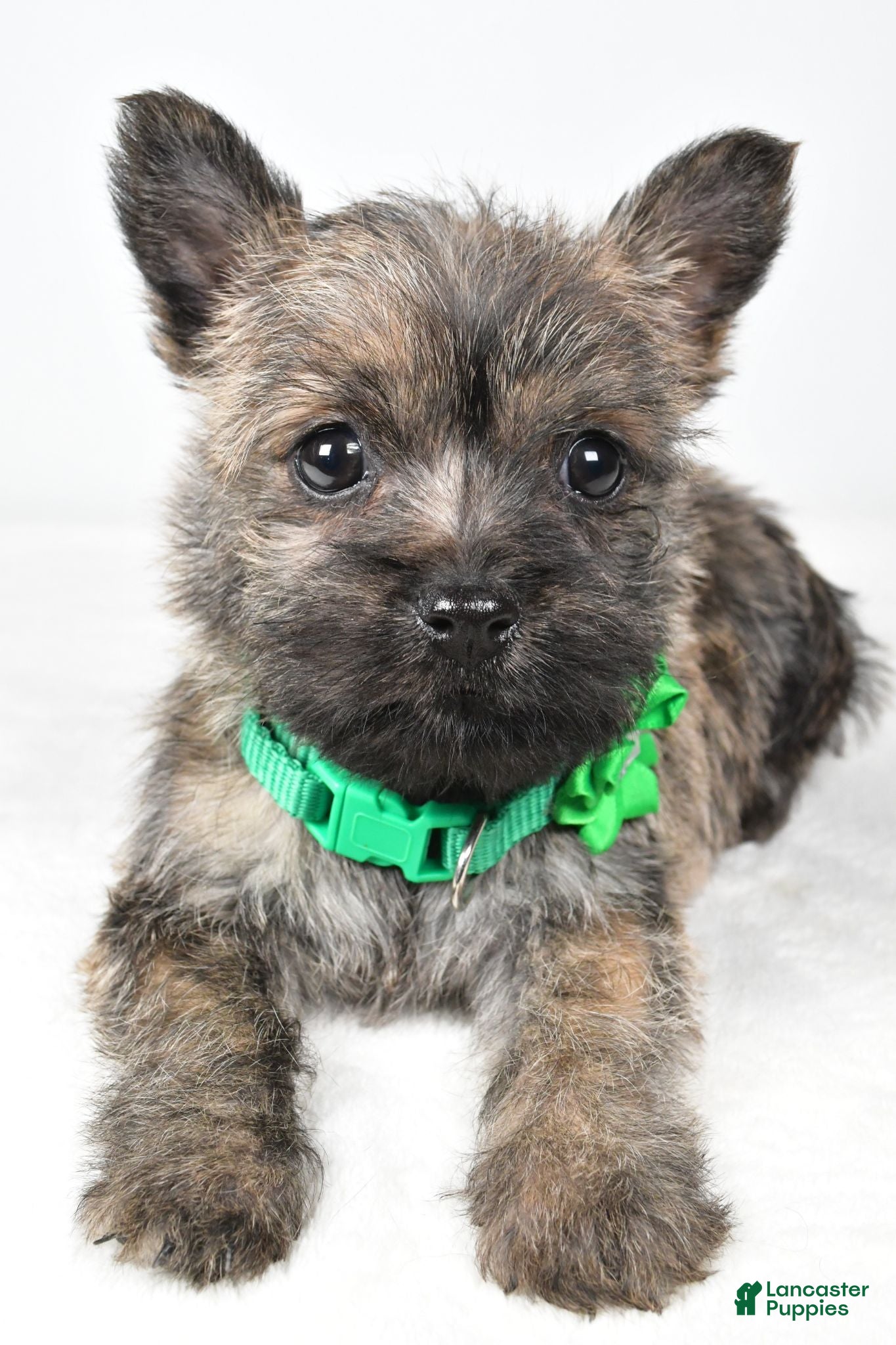 Cairn Terrier dogs Charlotte - Ad 2