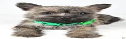 Cairn Terrier dogs for sale: Charlotte - Ad 2