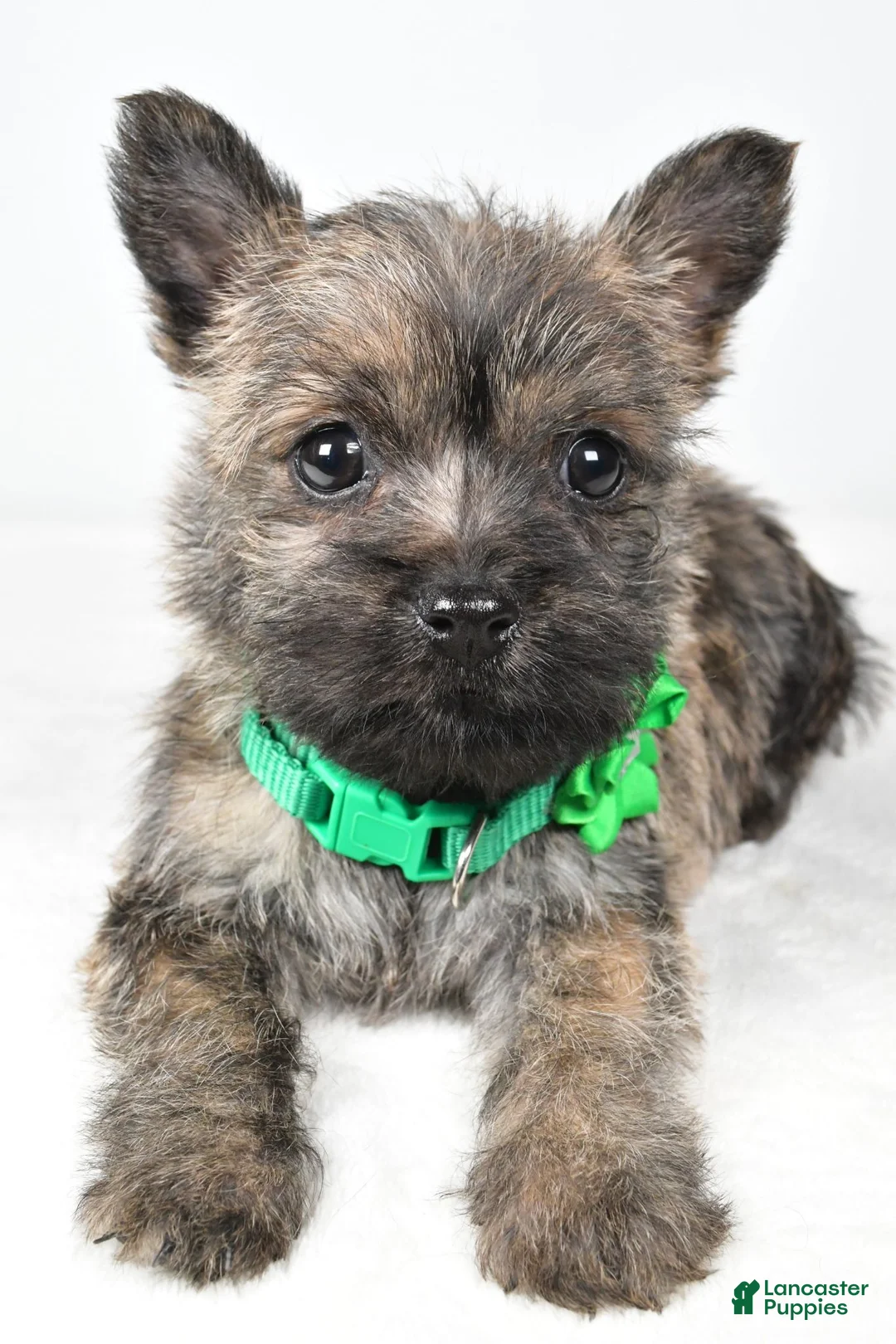 Cairn Terrier dogs for sale: Charlotte - Ad 2