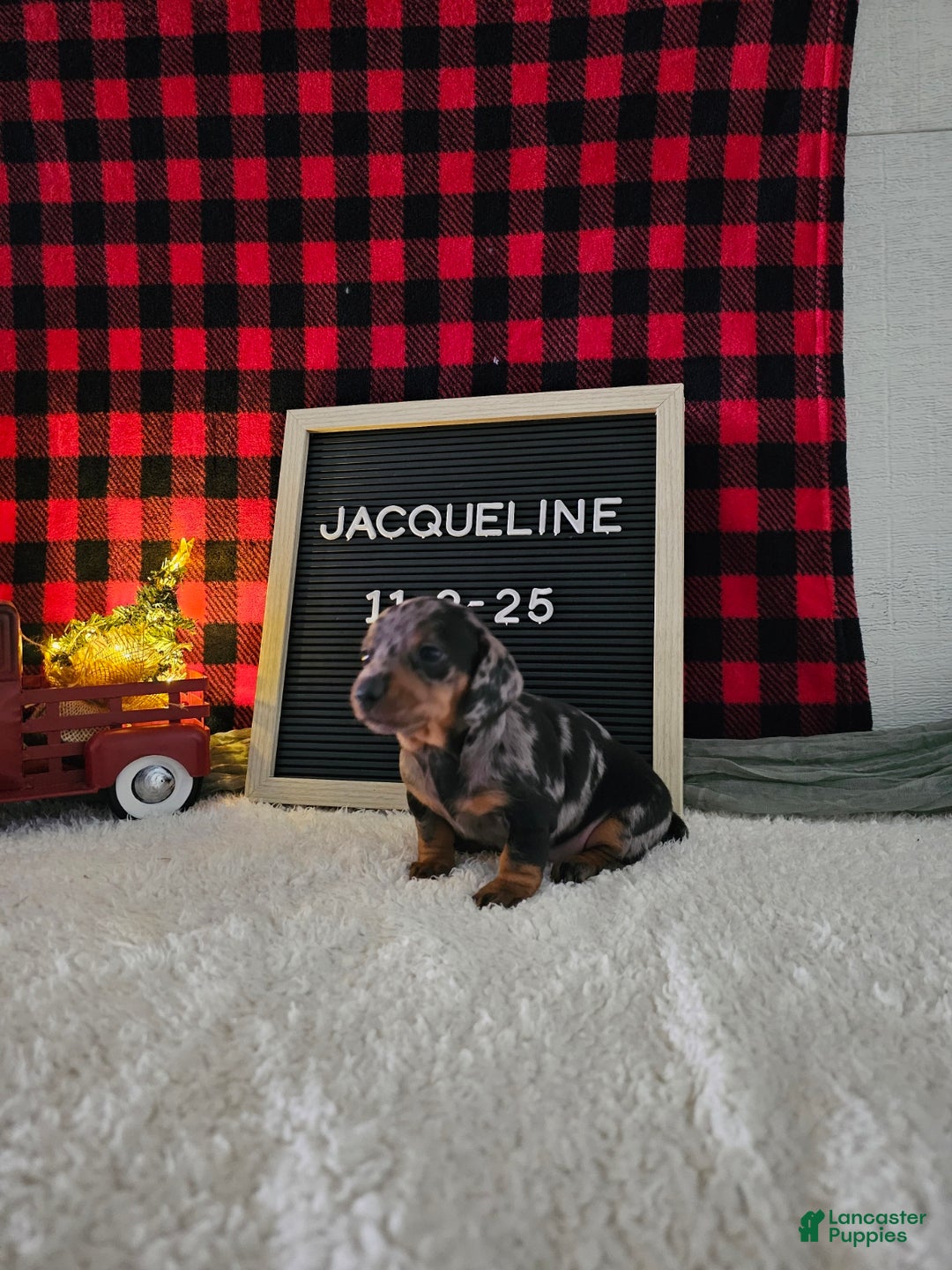Miniature Dachshund dogs for sale: Jacqueline - Ad 12