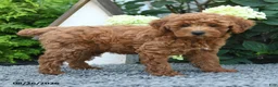 Miniature Poodle dogs for sale: Macy - Ad 4