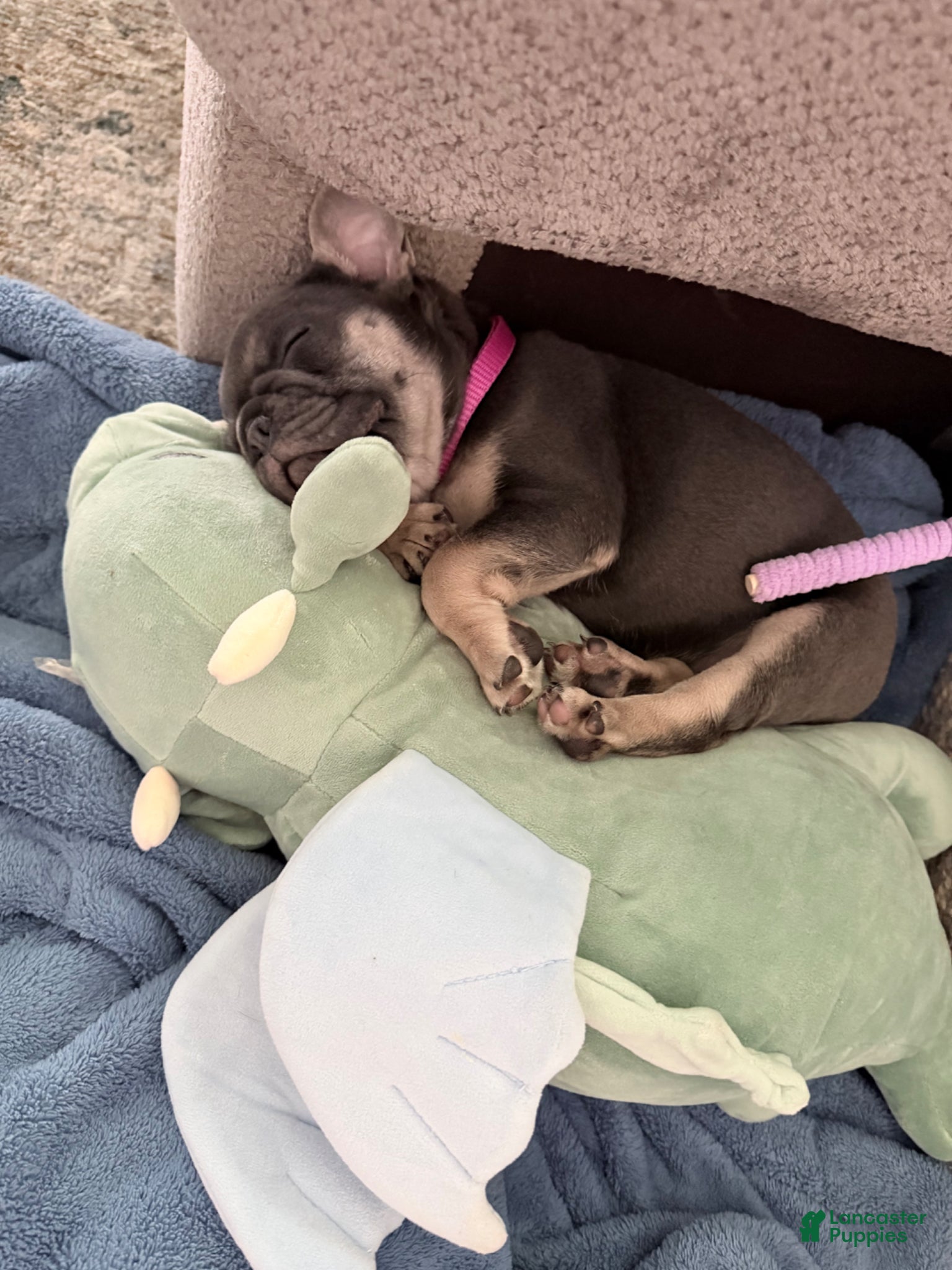 French Bulldog dogs for sale: French Bulldog Female AKC - Ad 6