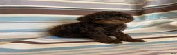 Mixed Breed dogs for sale: Chocolate Phantom Male - Ad 6
