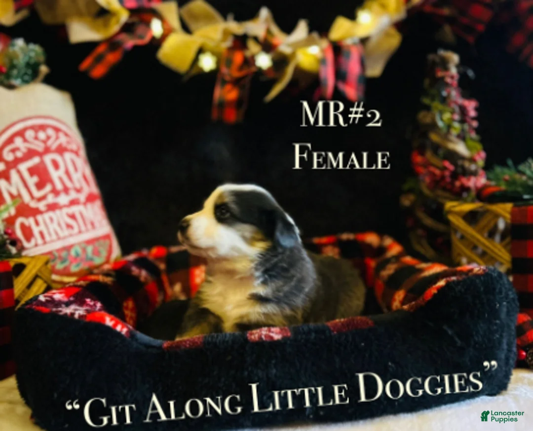 Australian Shepherd dogs for sale: MR#2 - Ad 4