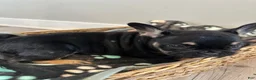 French Bulldog dogs for sale: Rocky - Ad 2