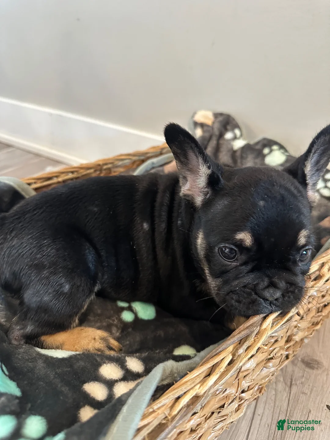 French Bulldog dogs for sale: Rocky - Ad 2