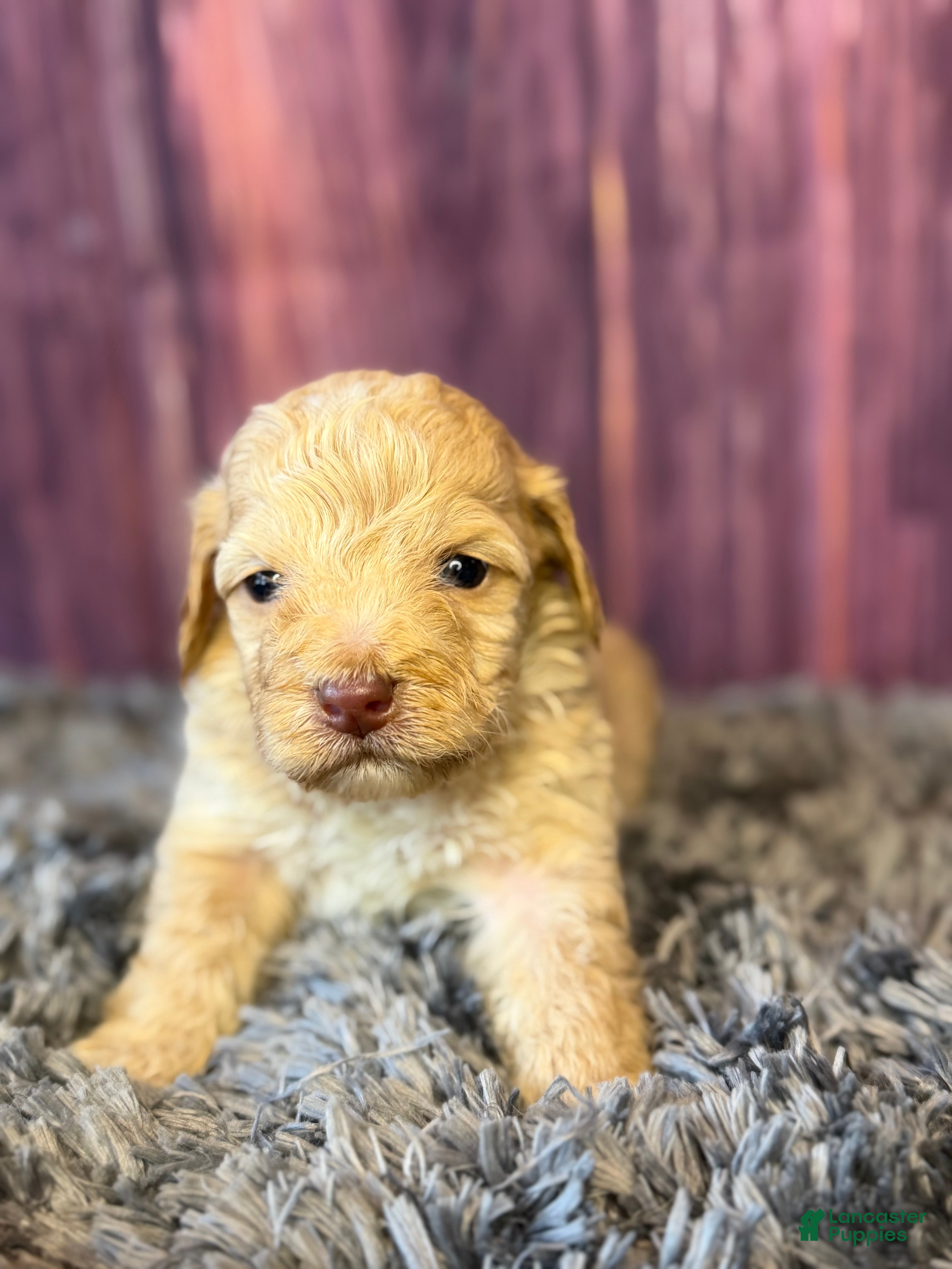 Cockapoo dogs Miles - Ad 2