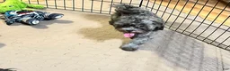 Shihpoo dogs for sale: Shihpoo 2 - Ad 4