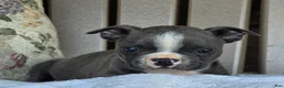 Boston Terrier dogs for sale: Rodney - Ad 2