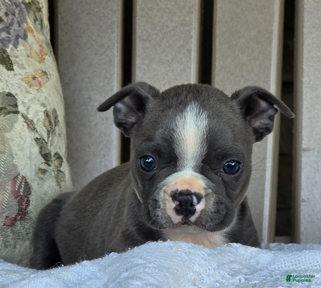 Boston Terrier dogs for sale: Rodney - Ad 2