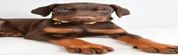 Doberman Pinscher dogs for sale: Hassan - Ad 3