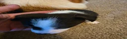 Mixed Breed dogs for sale: Female - Ad 8