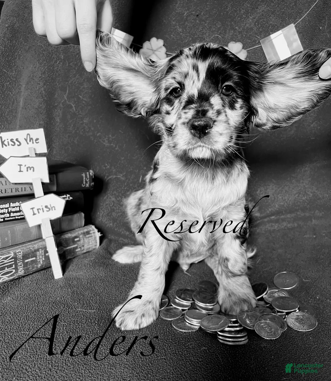 Cocker Spaniel dogs for sale: Anders - Ad 1