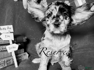 Cocker Spaniel dogs Anders - Ad 30