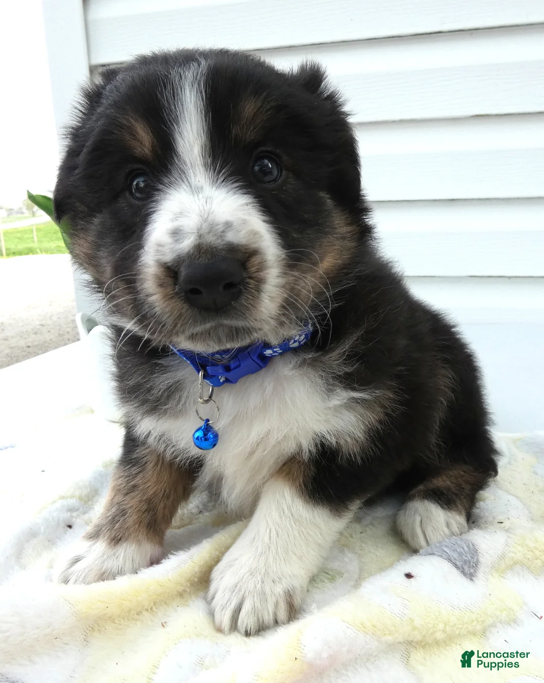 Miniature Australian Shepherd dogs for sale: Miniature Australian Shepherd Puppy 5 Star - Ad 1