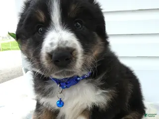 Miniature Australian Shepherd dogs Miniature Australian Shepherd Puppy 5 Star - Ad 39