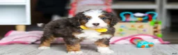 Mini Bernedoodle dogs for sale: Ryder - Ad 4