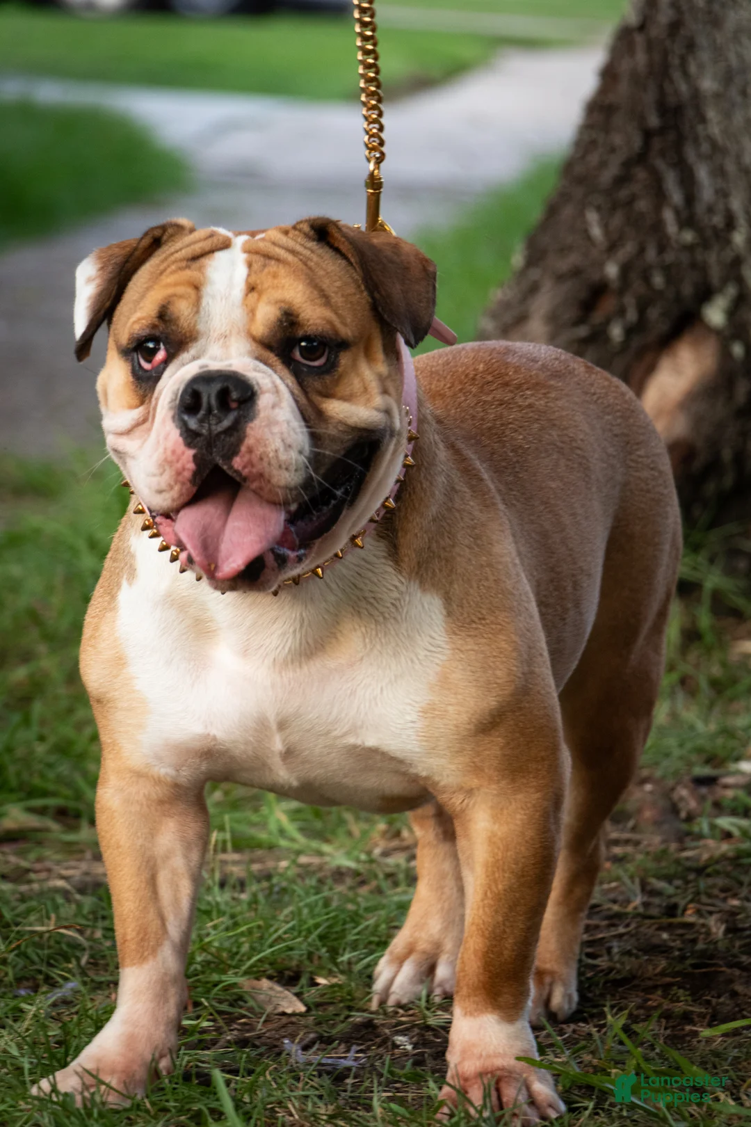 American Bully dogs for sale: American Bully Puppy 1 - Ad 6