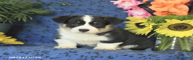 Gus